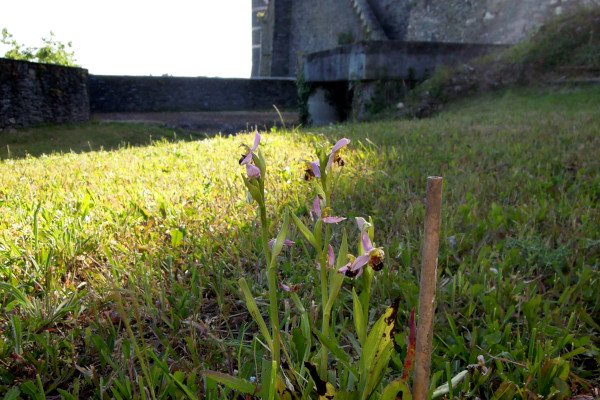 Ophrys abeille (Ophrys apifera) au Château d'Angers © LPO Anjou